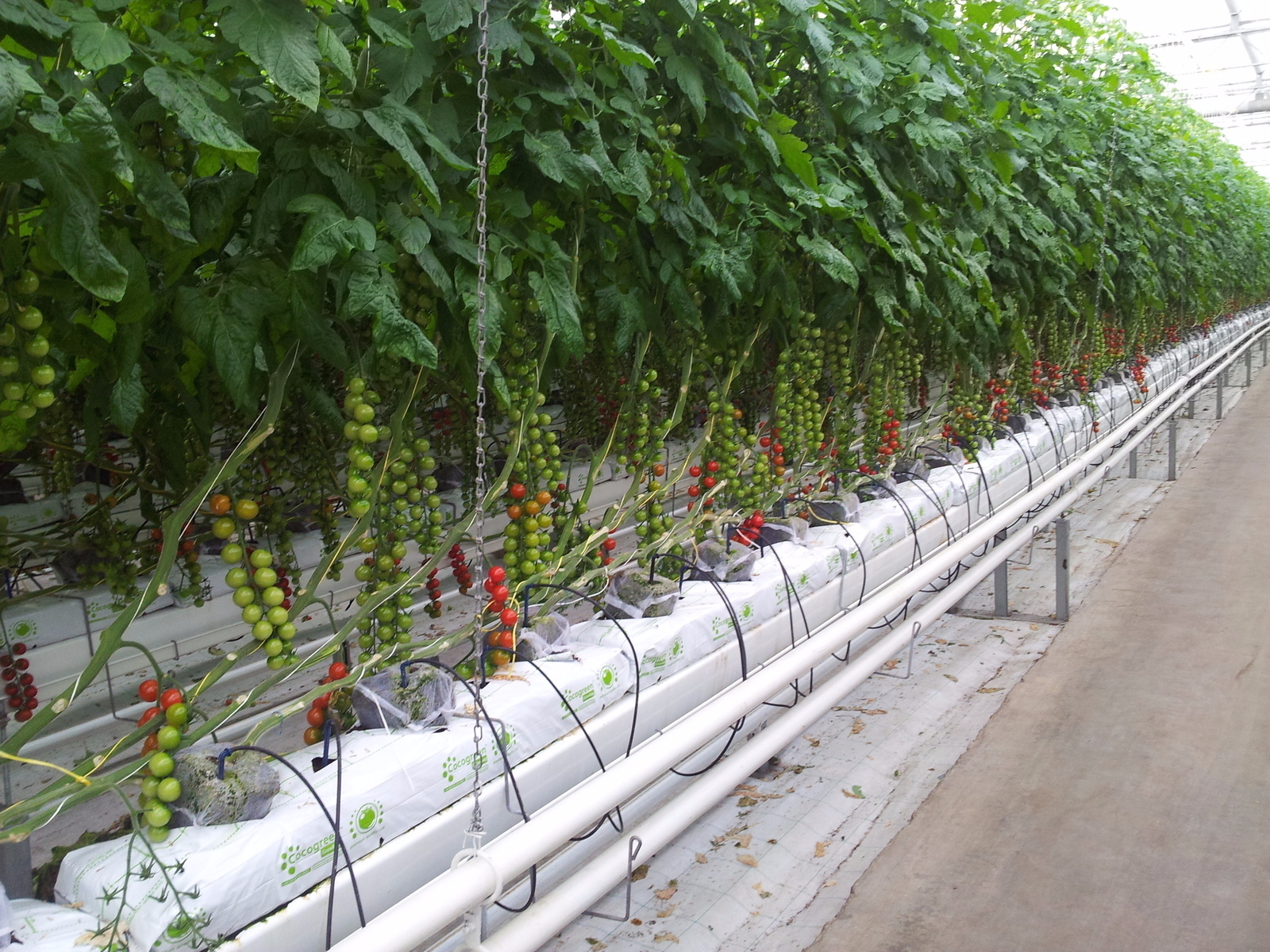 FEATURES AND BENIFITS OF USING GROW MED GROW BAGS