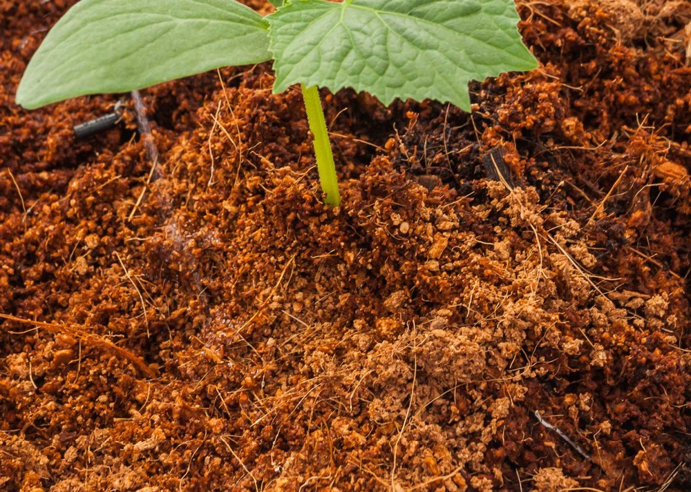 HOW TO CHOOSE A HIGH QUALITY COCO PEAT PRODUCT ?